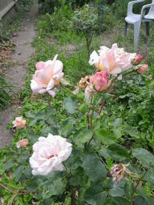 flowers